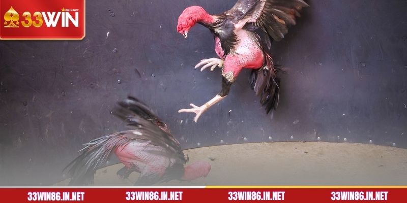 Cách xem chân gà đá qua các loại vảy quý hiếm