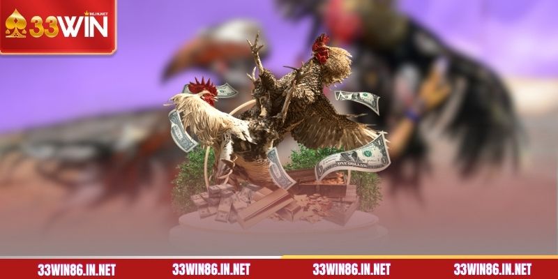 Hướng dẫn luật chơi đá gà Thomo cụ thể
