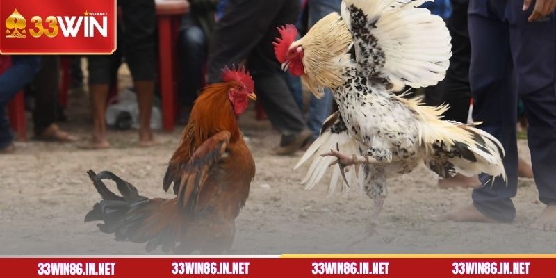 Luật cá cược đá gà cựa sắt cần biết