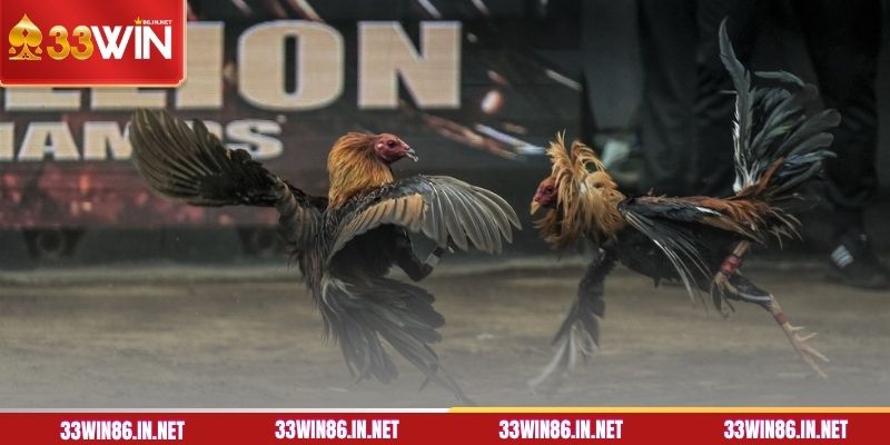 Thuật ngữ đá gà về ngoại hình chiến kê