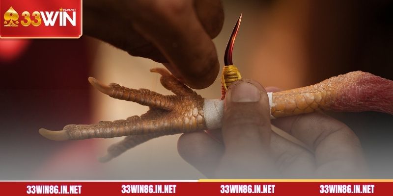 Tổng quan về cá cược đá gà cựa sắt