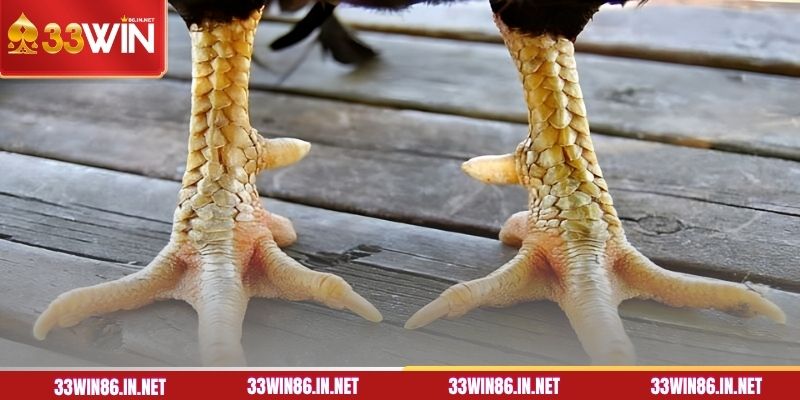 Top 3 cách xem chân gà đá chuẩn nhất